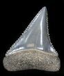 Beautiful, Fossil Great White Shark Tooth - Florida #34778-1